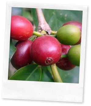 types of coffee beans already for picking