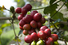 Indonesian Coffee Cherries