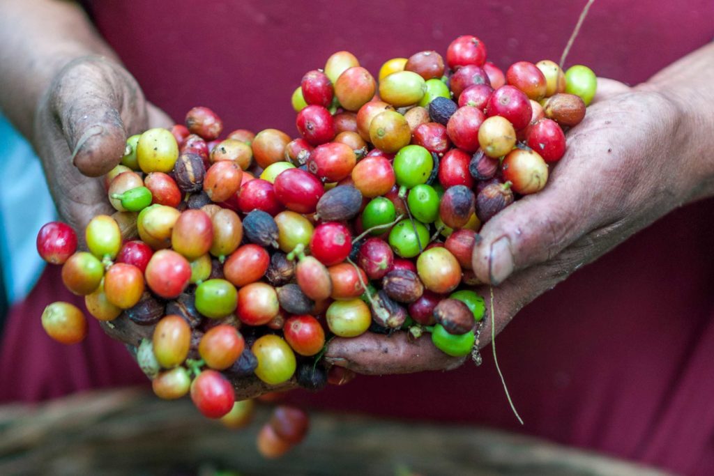 Unsplash: Different types of sustainable coffee beans cherries freshly picked