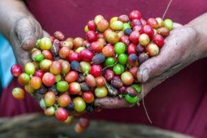 Unsplash: Different types of coffee beans cherries freshly picked